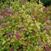 Magic Carpet Spirea #3 - Image 2